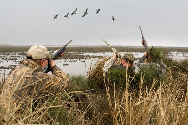 Охотиться на диких гусей в Белгородской области можно до 22 апреля