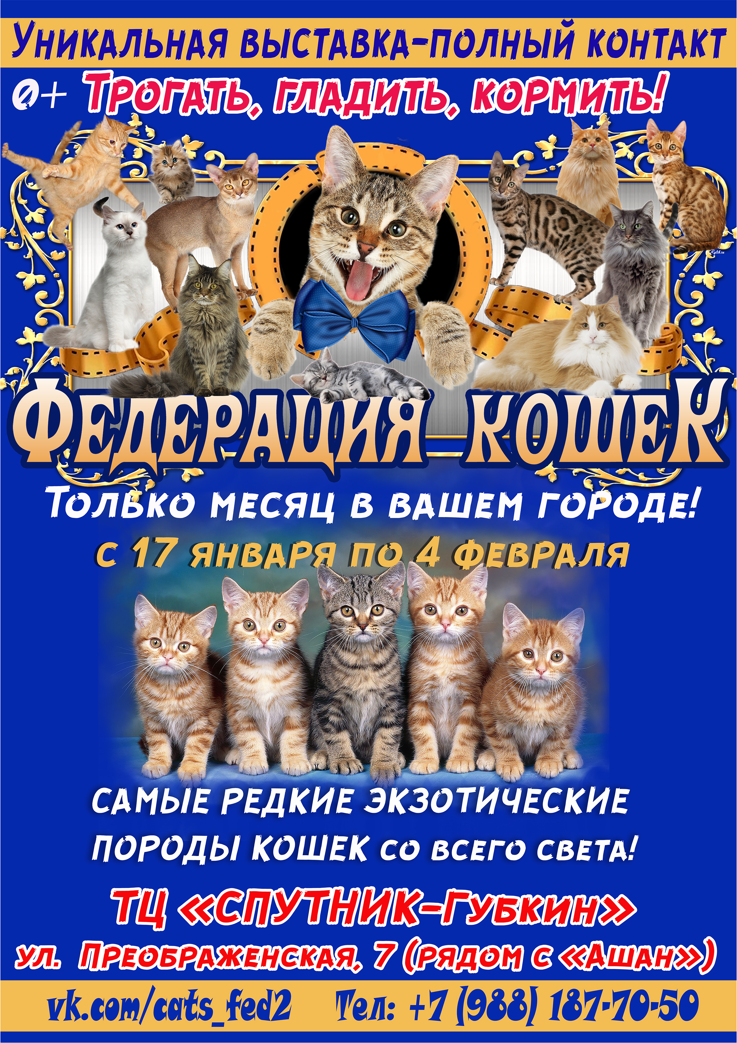 Зоовыставка "Федерация кошек" из Санкт-Петербурга