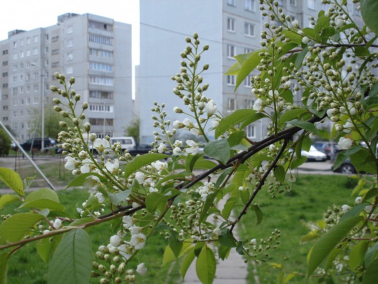 Погода в Белгородской области: «черёмуховое похолодание» долгим не будет 