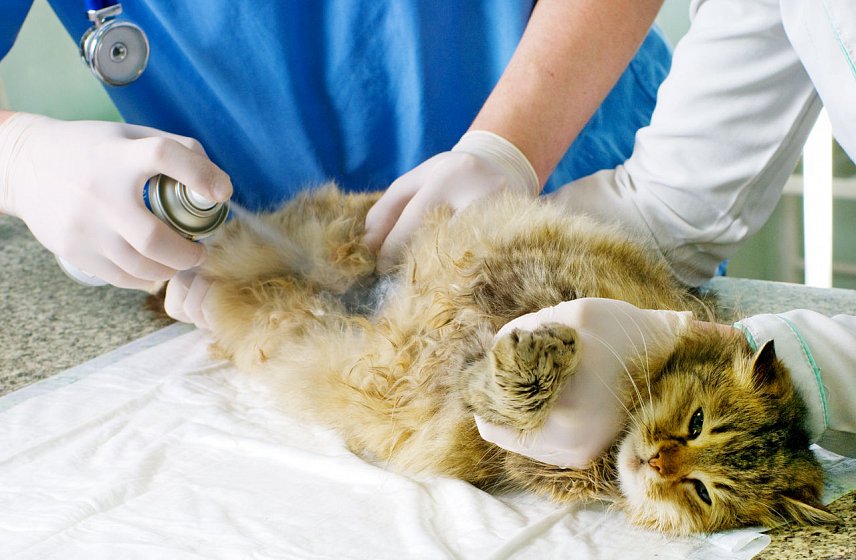 Губкинцы и старооскольцы смогут стерилизовать кошек и собак со скидкой 50%