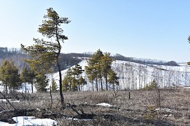 Зима и весна встретились на заповедном участке Лысые горы в Губкинском округе