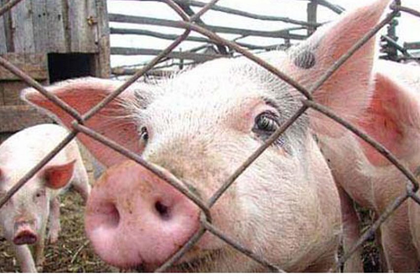 В Белгородской области выявлен очаг африканской чумы свиней