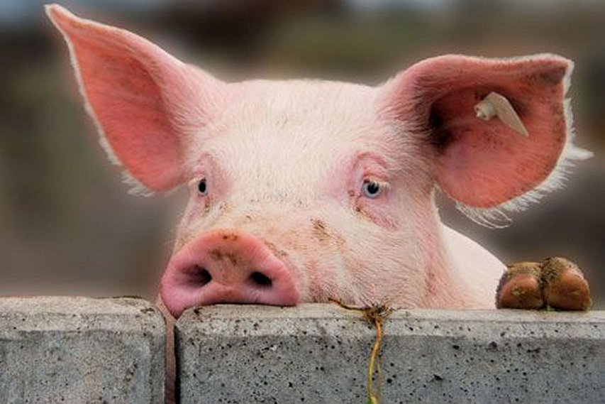 АЧС: есть ли в «деле о заражении свиней» на Белгородчине  «украинский след»?