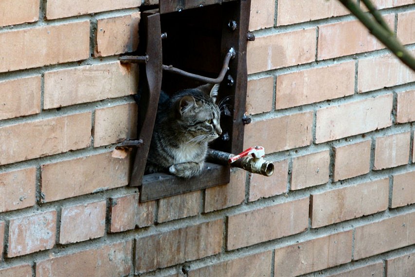 Минстрой запретит замуровывать кошек в новостройках
