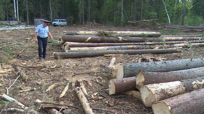 «Чёрные лесорубы» вывели Губкин и Шебекино в лидеры по незаконной рубке деревьев
