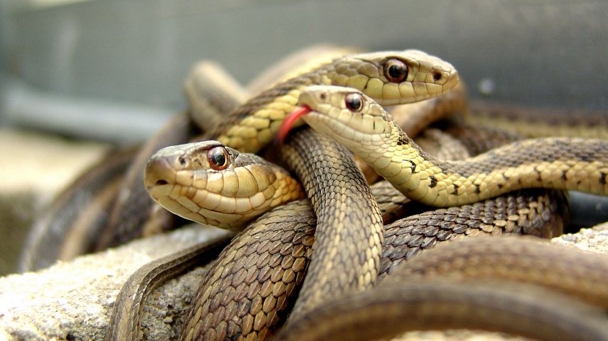 Губкинцы жалуются на расплодившихся на дачах змей