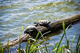 Черепахи в городском пруду Губкина