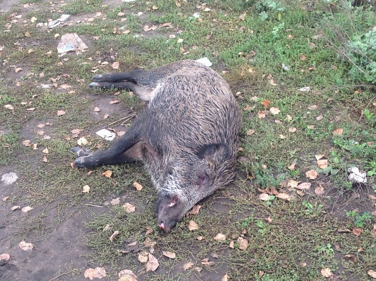 В Белгородской области вновь обнаружена вспышка африканской чумы свиней