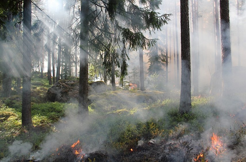Костры в лесу отменяются: в Белгородской области вводится особый противопожарный режим