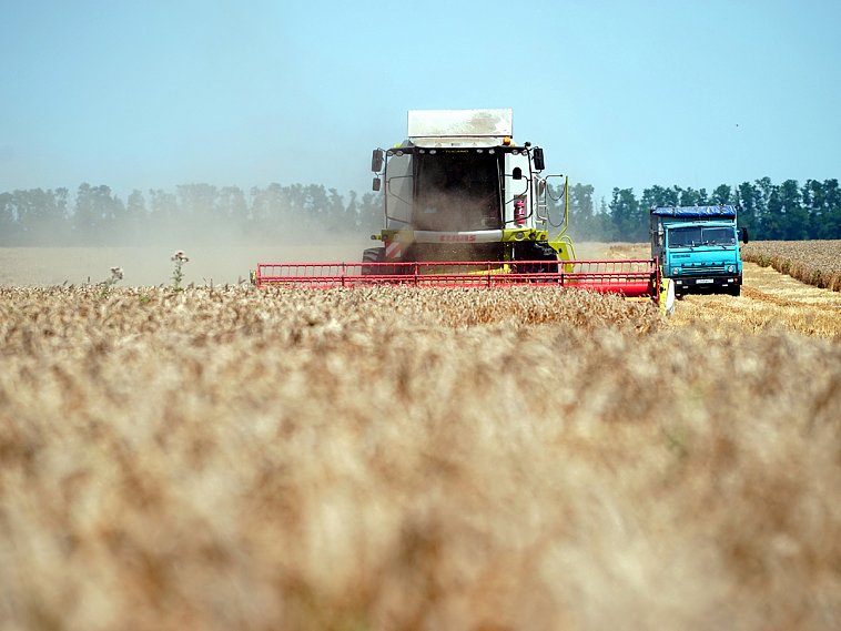 По урожайности Белгородская область стала третьей в стране 