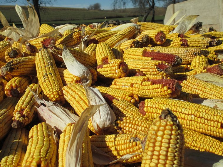 Зерна много, кукурузы – не очень