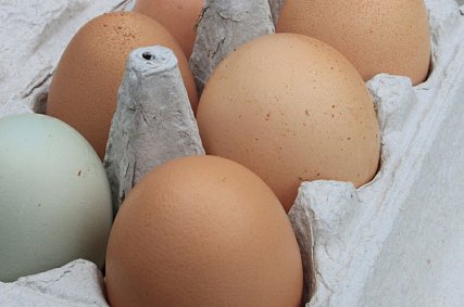 ФАС проверяет белгородских производителей мяса птицы и яиц