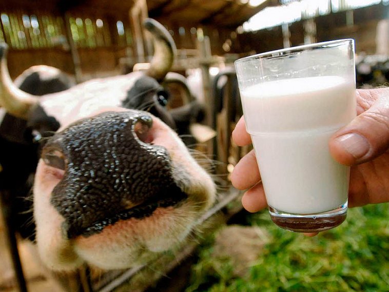 Каждый четвёртый молочный продукт в стране – подделка