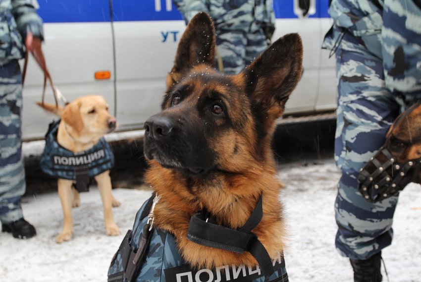 Белгородская полиция примет в дар …собак