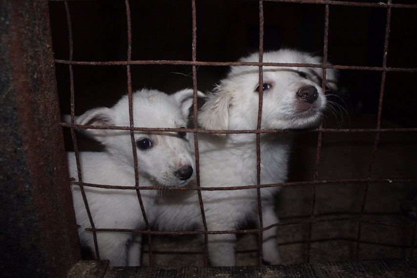 SOS: в День животных губкинцев и оскольчан просят спасти щенков от умерщвления