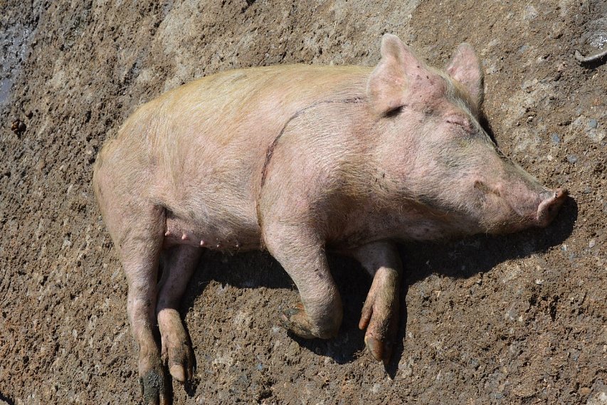 Полиция и Россельхознадзор ищут того, кто выбросил трупы свиней, умерших от АЧС
