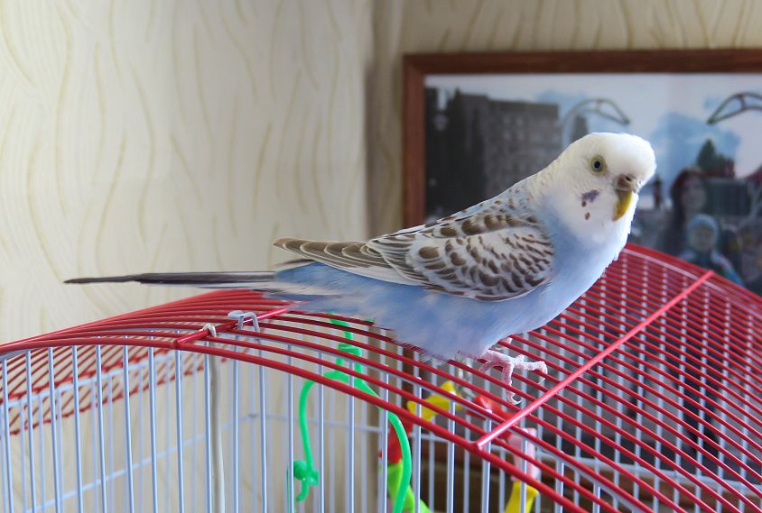 Мой домашний питомец: нахальный попугай