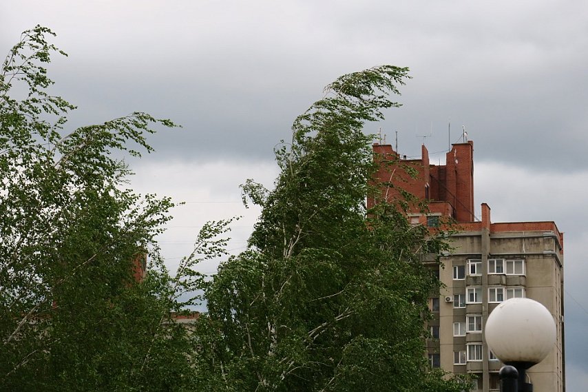 МЧС предупредило о сильном ветре в Белгородской области 
