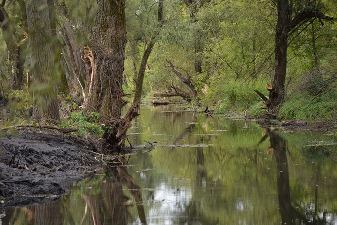В Губкине начали чистить ещё один участок реки Осколец