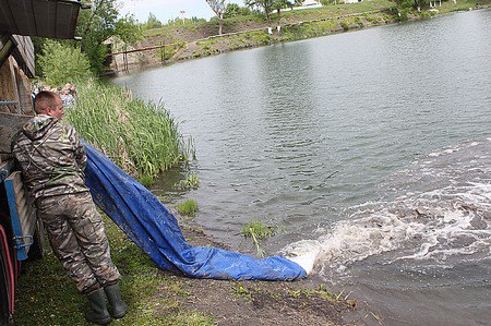 В губкинский городской пруд выпустили две тонны килограммовых карпов