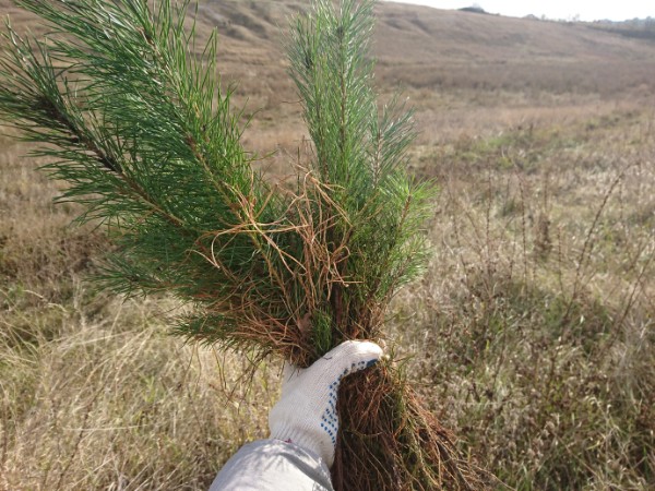 Губкинцы пересаживают деревья и проводят ремонт лесных насаждений
