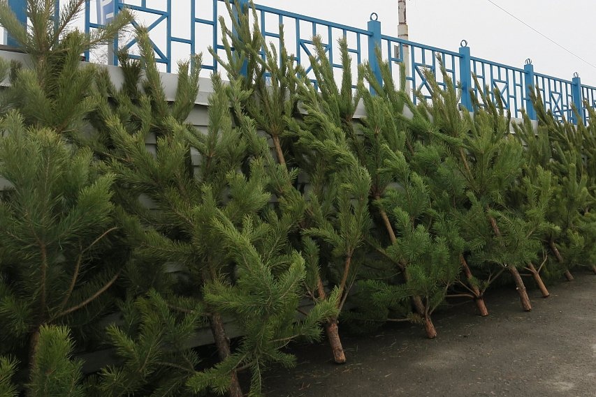 Ёлочные базары в Губкине начнут открывать с 15 декабря