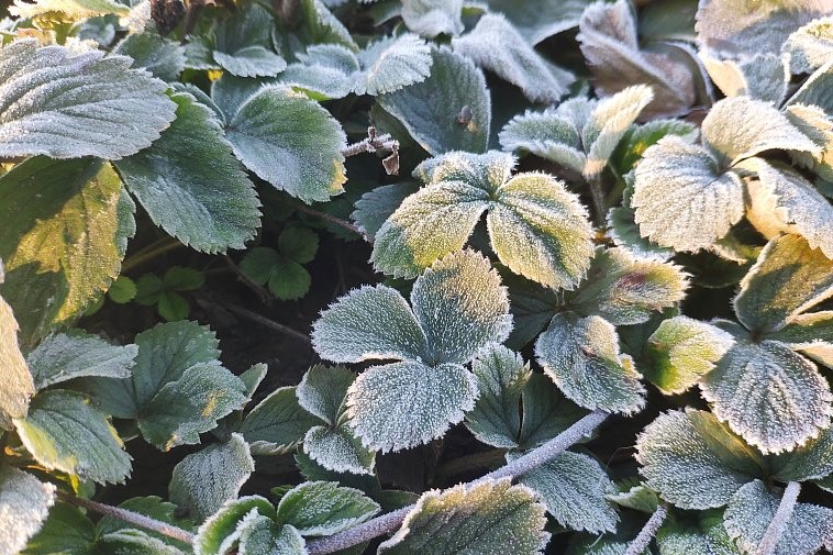 Первые ночные заморозки прогнозируются в Белгородской области 