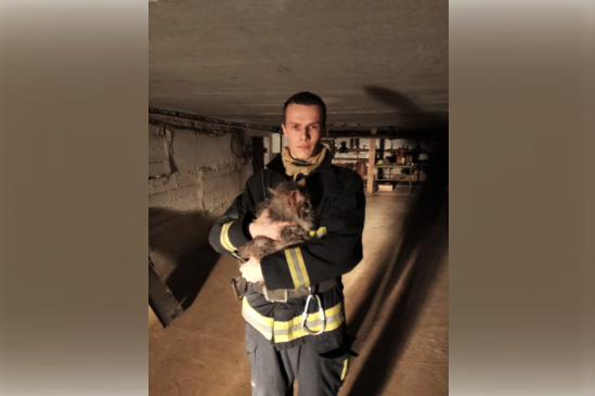 Губкинские спасатели пришли на помощь кошке