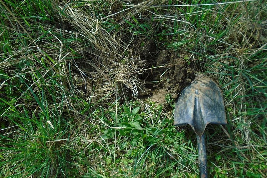 В Губкинском округе ликвидировали 38 кустов конопли 