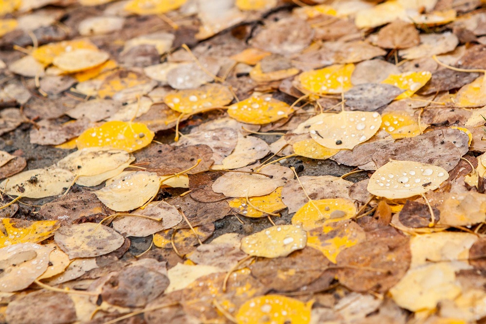 brown-and-yellow-fall-leaves-on-the-ground-at-medicine-bow-national-forest-in-southern-wyoming.jpg