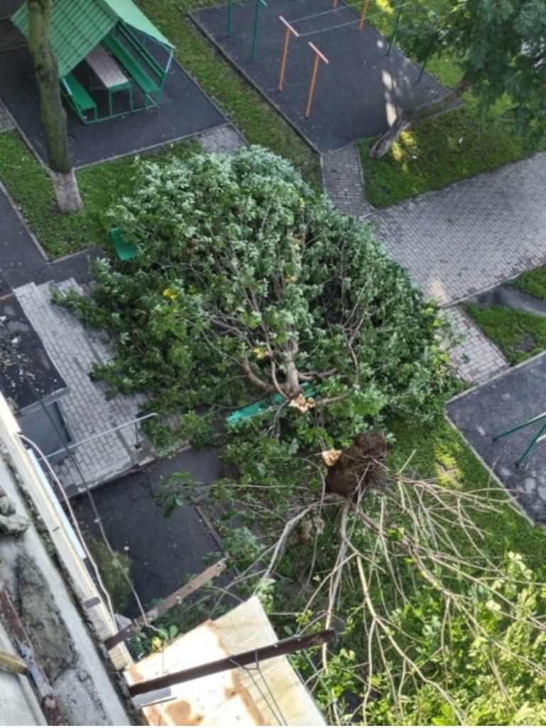 Поваленные деревья и отключение электричества: к чему привела непогода в  Губкине | 09.07.2023 | Губкин - БезФормата