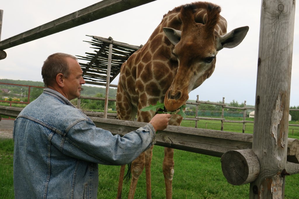 Старооскольский зоопарк, хутор чумаки. Работа зоопарка старый оскол. Старооскольский зоопарк график. Старооскольский зоопарк старый оскол. Зоопарк старый оскол режим.