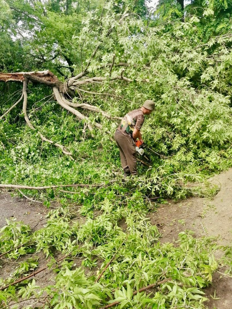 Поваленные деревья и отключение электричества: к чему привела непогода в  Губкине | 09.07.2023 | Губкин - БезФормата