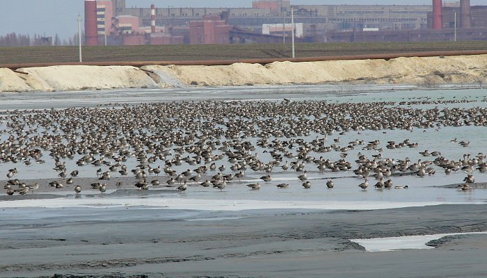 На хвостохранилище ЛГОКа высадились несколько тысяч перелетных гусей