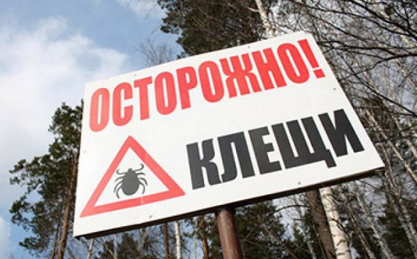 От укусов клещей пострадало около 800 жителей Белгородской области