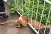 В Губкине спасли косулю 