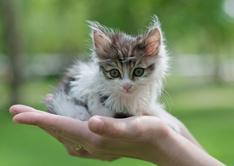 В добрые руки: 18 февраля губкинцы смогут бесплатно взять домой кошечку или собачку