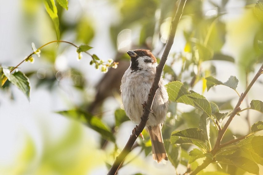 Их становится меньше! В Белгородской области стартует летняя перепись воробьёв