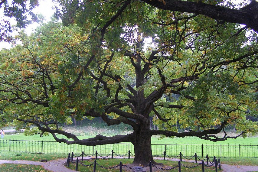 «Российским деревом года» стал дуб из Белгородской области