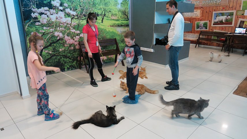 В Губкин приедет необычная выставка кошек 