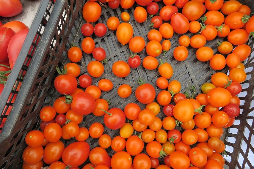 В Белгородской области в октябре стал дешевле зарубежный отдых, но подорожали овощи и яйца