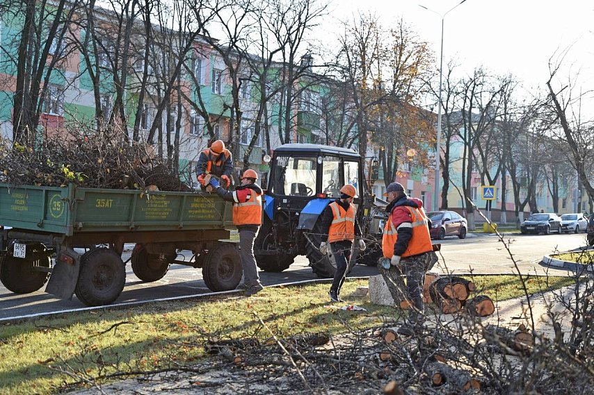 130 деревьев декоративной ягодной яблони высадят на улице Мира в Губкине