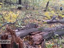 Предпринимателю грозит тюремный срок за гибель подростка в Губкине
