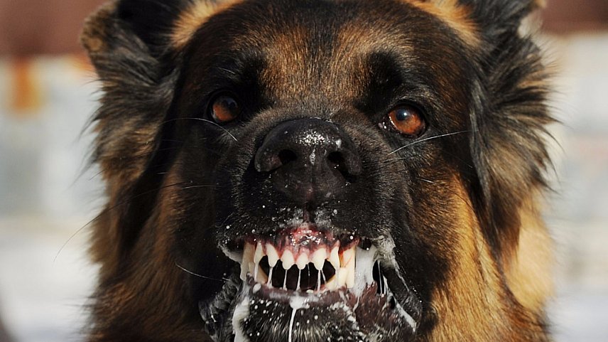В Белгородской области бешеная собака покусала 17 человек