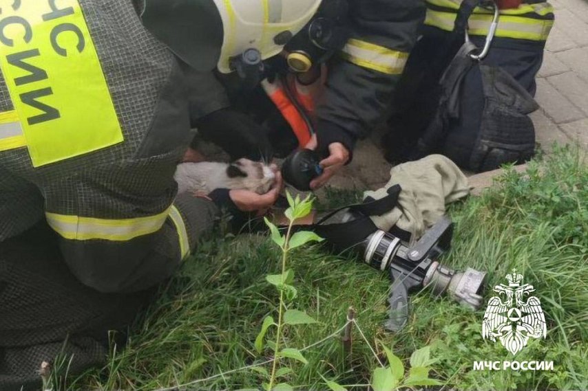 В Губкине пожарные реанимировали надышавшегося при пожаре дымом кота
