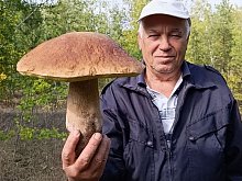 В старооскольском лесу нашли полутарокилограмовый белый гриб