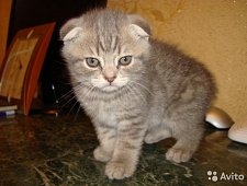 Шотландские котята