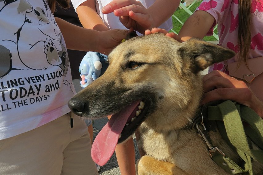 В Губкине впервые прошёл фестиваль в поддержку бездомных животных