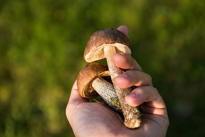 Специалисты МЧС дают советы по безопасному сбору грибов