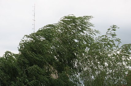 На Белгородскую область надвигается сильный ветер с порывами до 20 м/с 
